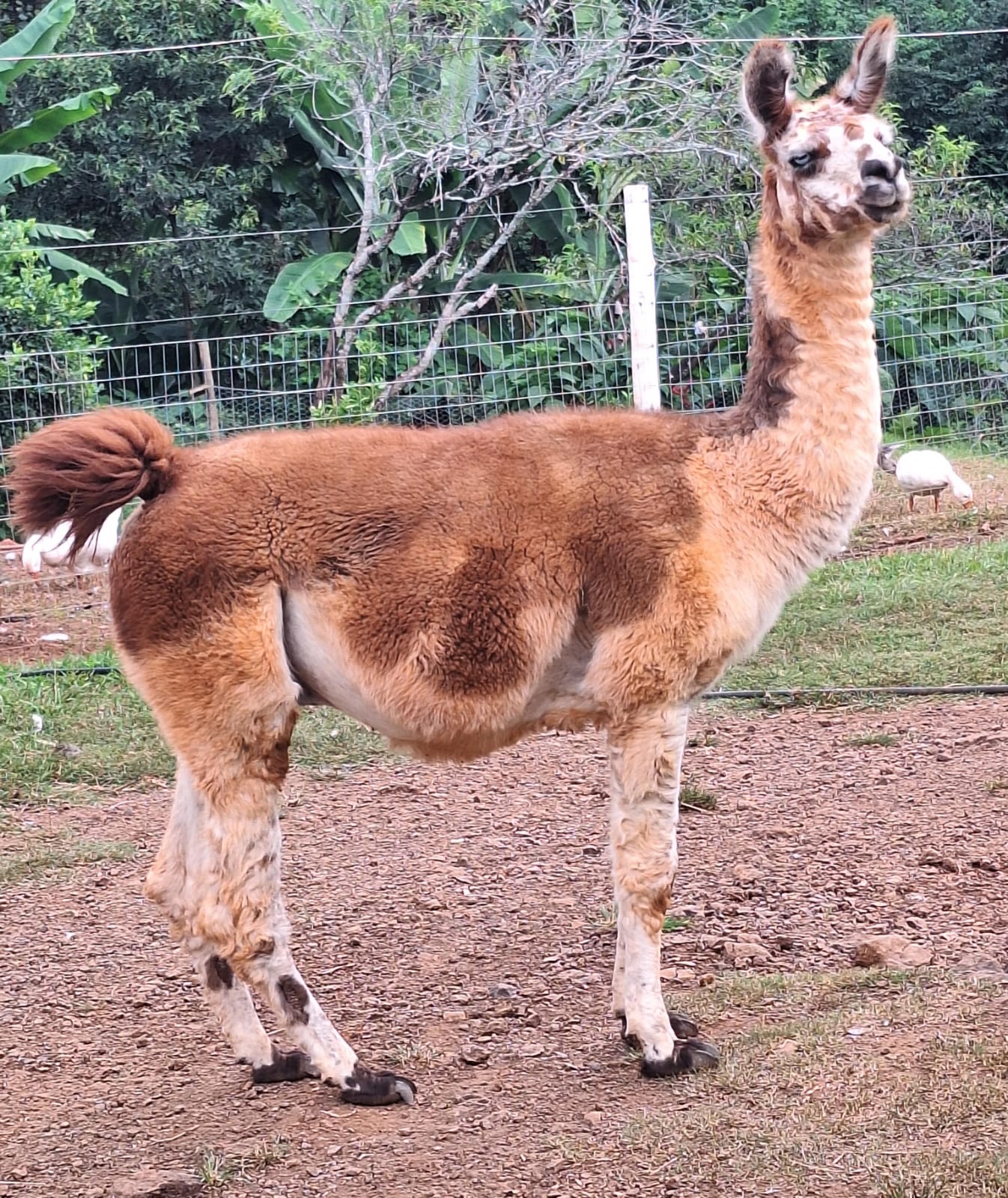 Léo